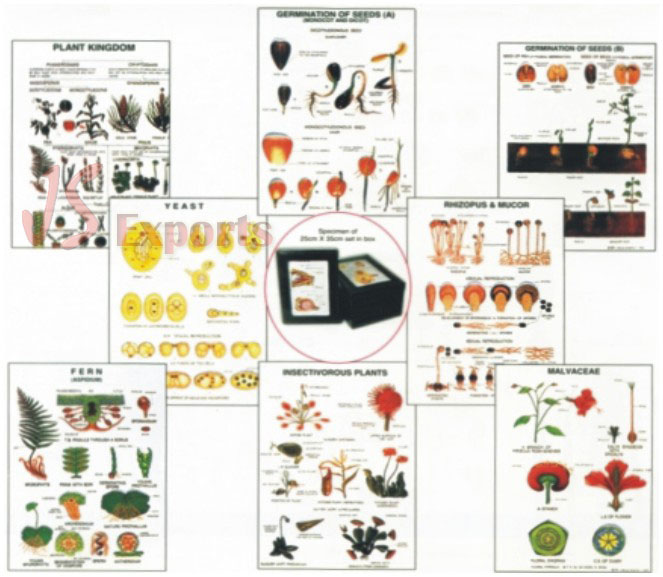 BOTANY IV (Set of 8)